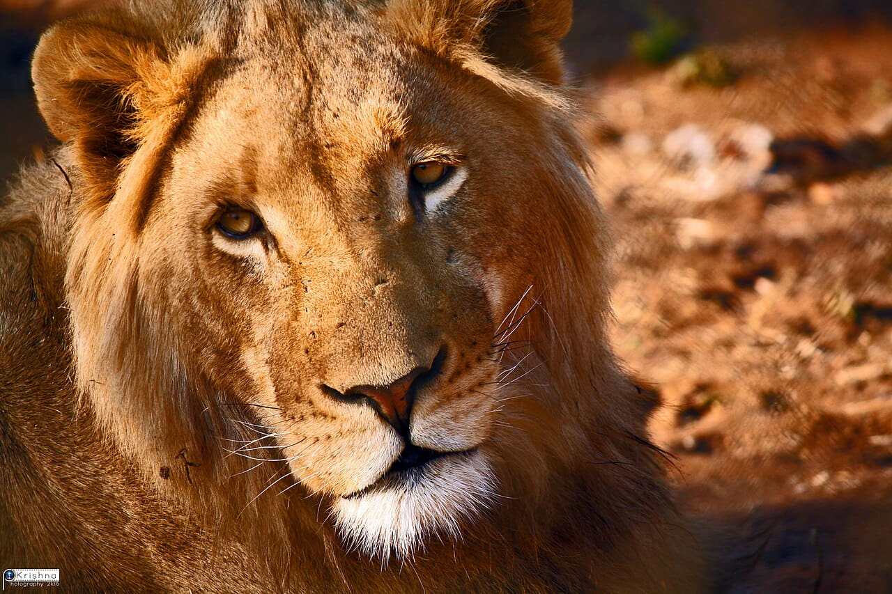 Male Asiatic lion face portrait 2011 wallpaper in charcoal and rust tones, Full HD, 4:3 format for phone