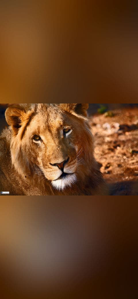 Male Asiatic lion face portrait 2011 wallpaper in charcoal and rust tones, Full HD, 4:3 format for phone