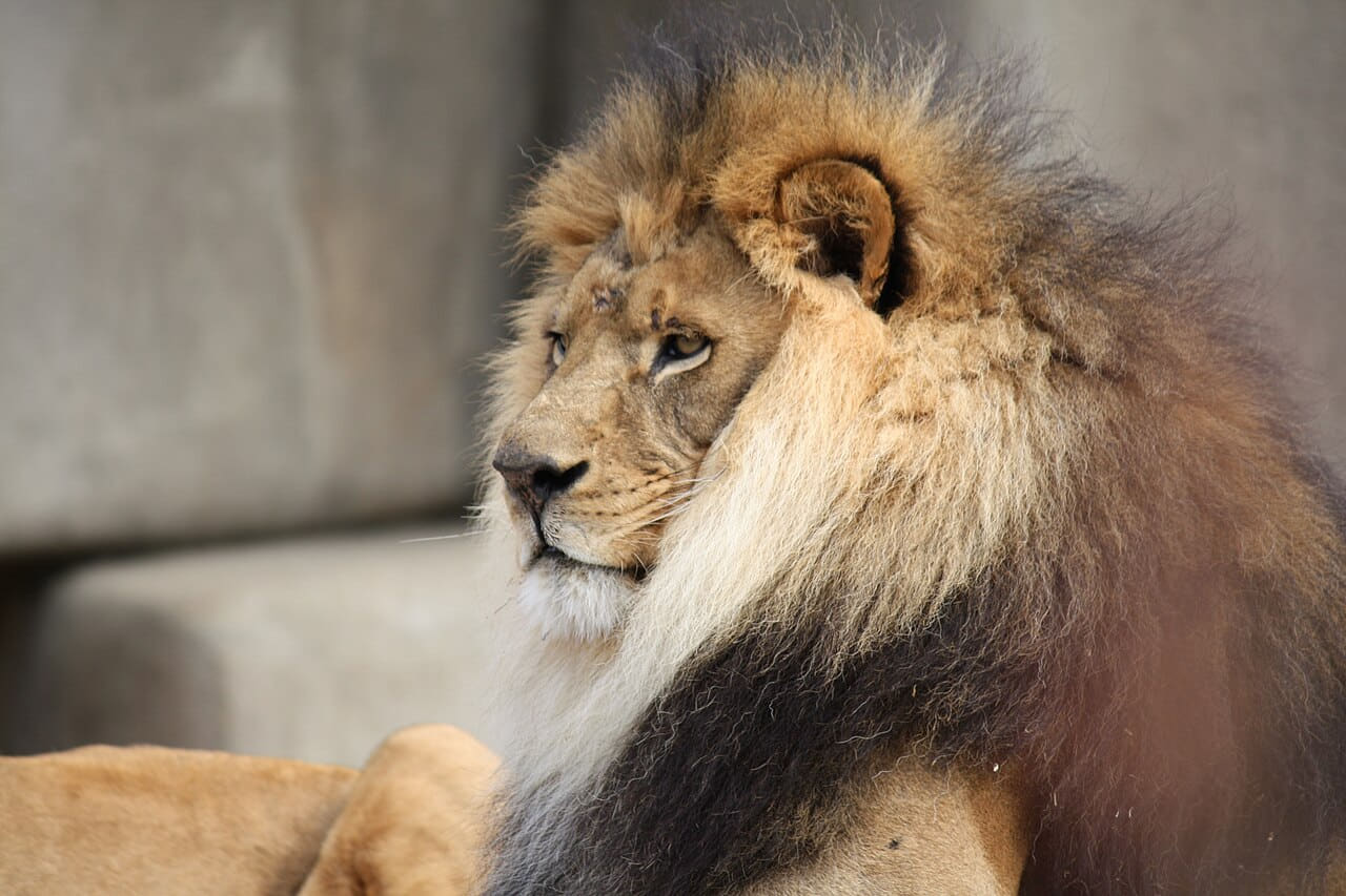 Male Lion 057 wallpaper in slate and sage green tones, Full HD, 4:3 format for phone