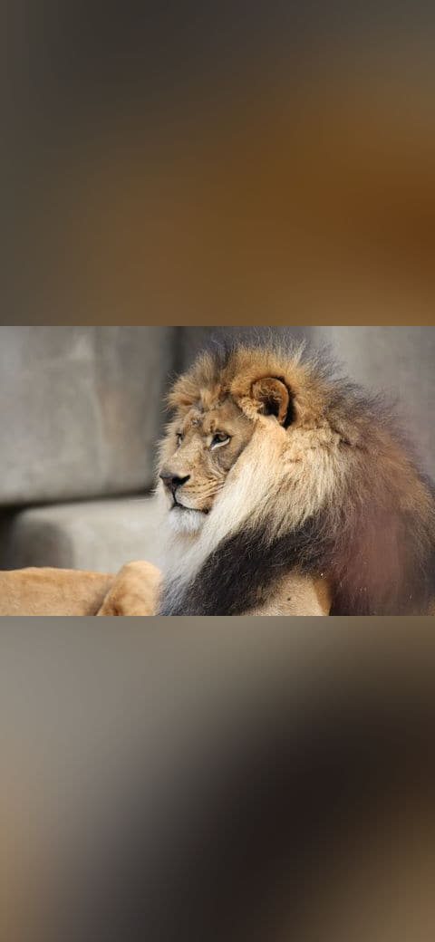Male Lion 057 wallpaper in slate and sage green tones, Full HD, 4:3 format for phone
