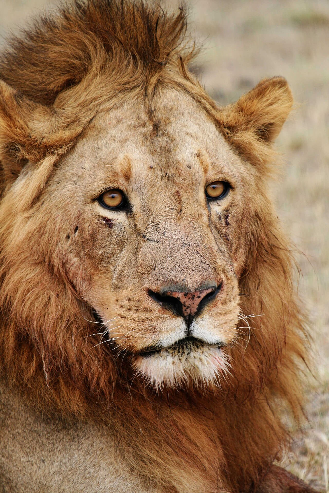 Male lion face wallpaper in sand and charcoal tones, Full HD, 3:4 format for phone
