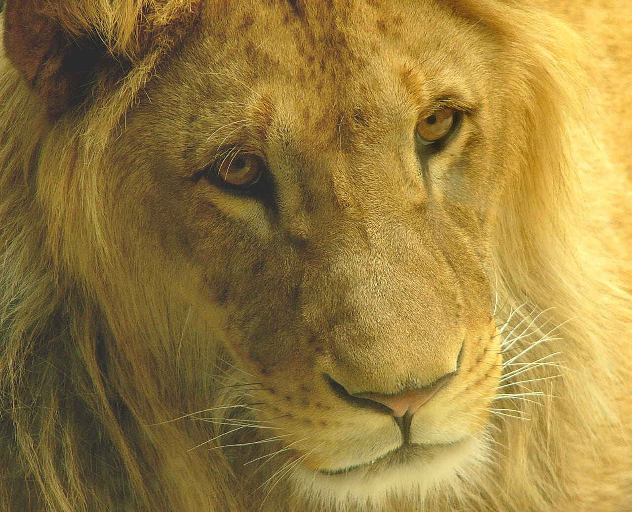 Male lion olomouc wallpaper in olive and charcoal tones, Full HD, 4:3 format for phone