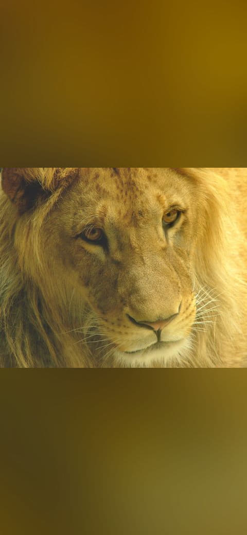 Male lion olomouc wallpaper in olive and charcoal tones, Full HD, 4:3 format for phone