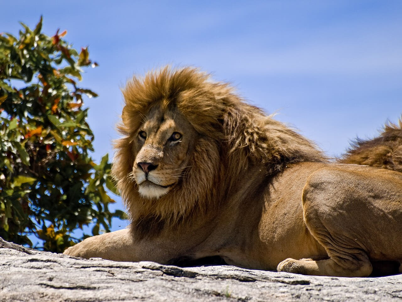 Male Lion on Rock wallpaper in sky blue and sky blue tones, Full HD, 4:3 format for phone
