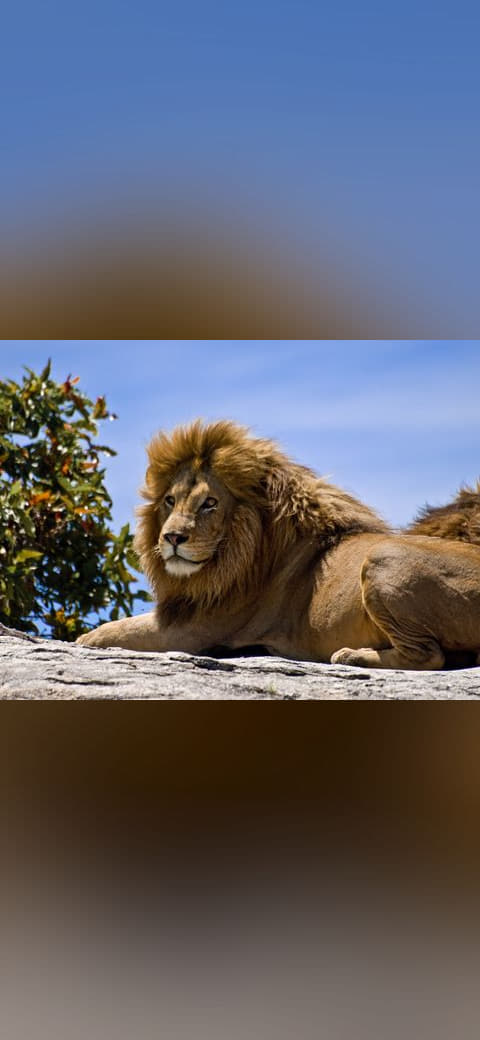 Male Lion on Rock wallpaper in sky blue and sky blue tones, Full HD, 4:3 format for phone