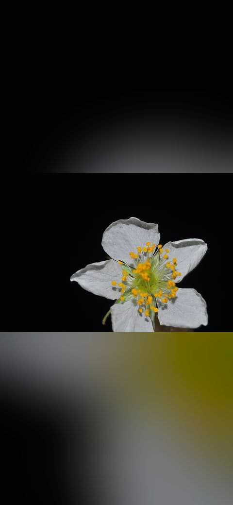 MANSANITAS FLOWER wallpaper in near-black and sage green tones, Full HD, 4:3 format for phone