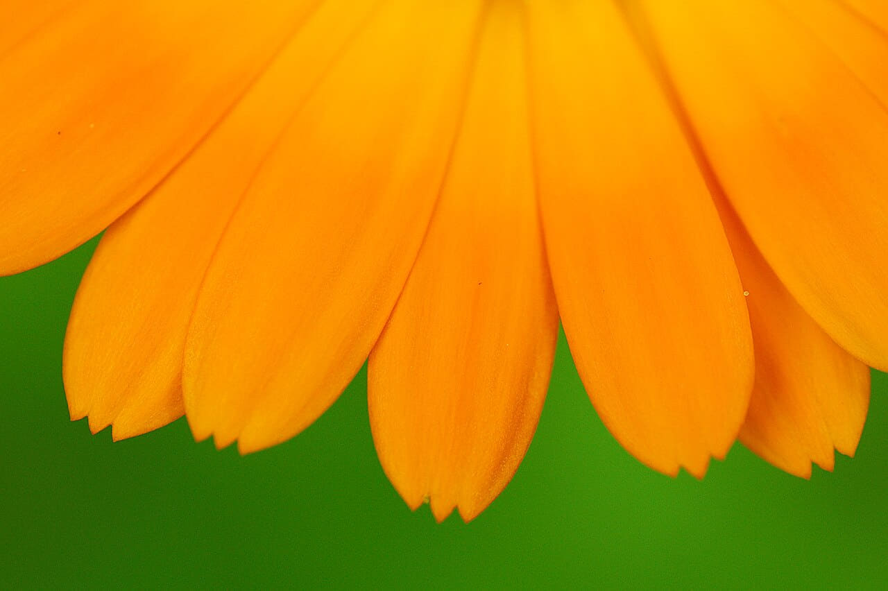 Marigold Petals wallpaper in amber and amber tones, Full HD, 4:3 format for phone
