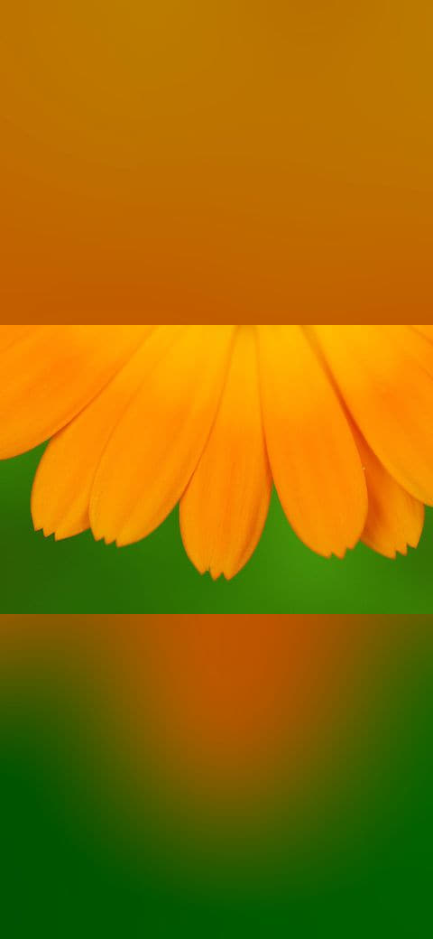 Marigold Petals wallpaper in amber and amber tones, Full HD, 4:3 format for phone