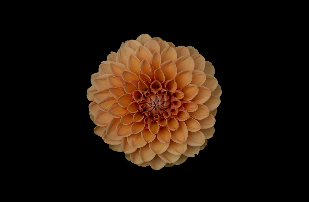 Minimal orange dahlia wallpaper in near-black and olive tones, Full HD, 4:3 format for phone