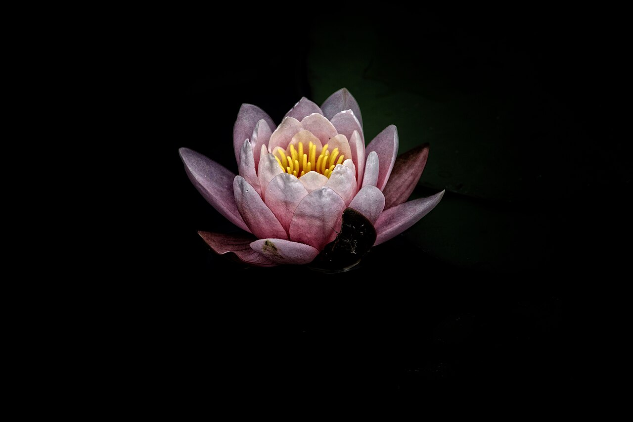 Minimal water lily wallpaper in near-black and near-black tones, Full HD, 4:3 format for phone