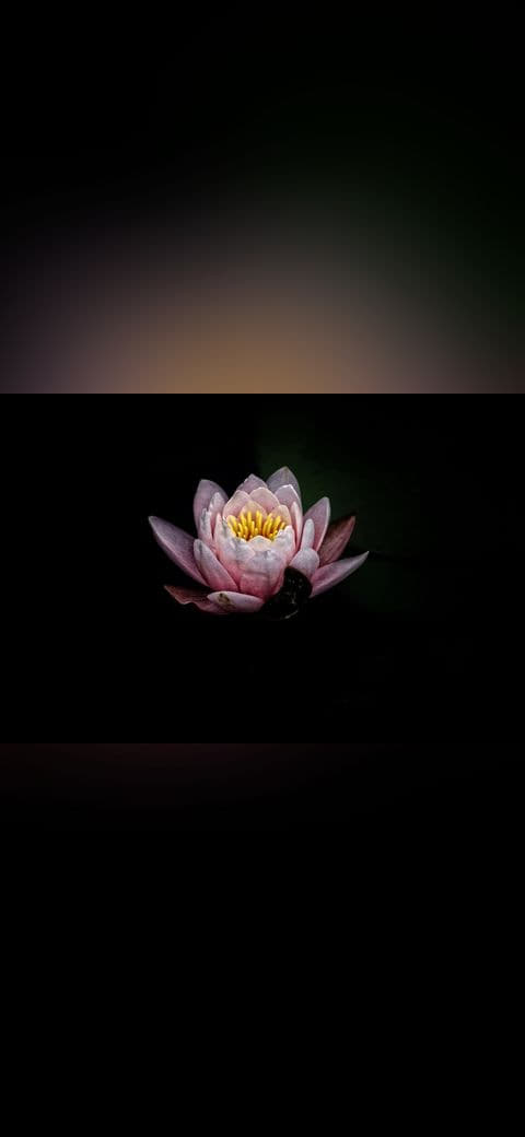 Minimal water lily wallpaper in near-black and near-black tones, Full HD, 4:3 format for phone
