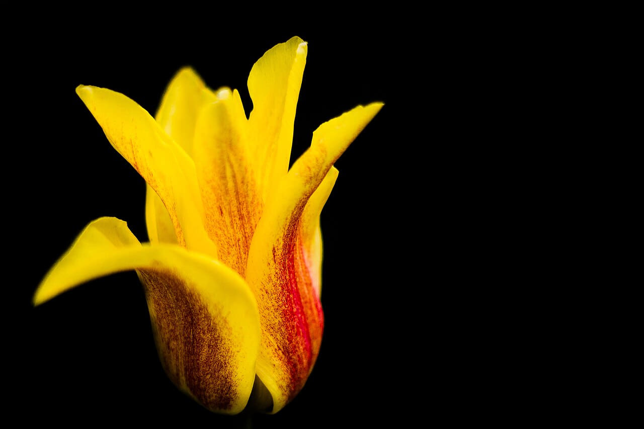 Minimal yellow tulip wallpaper in near-black and amber tones, Full HD, 4:3 format for phone