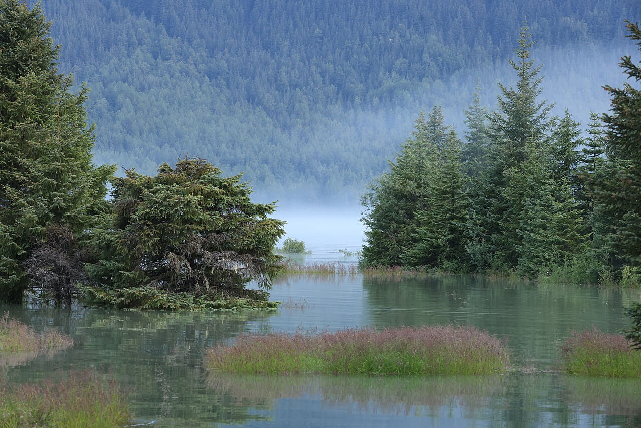Mists rise from Lake Mendenhall behind a flooded… wallpaper in slate and olive tones, Full HD, 4:3 format for phone