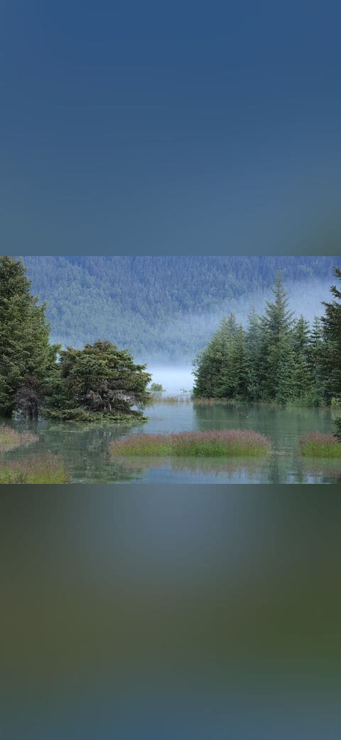 Mists rise from Lake Mendenhall behind a flooded… wallpaper in slate and olive tones, Full HD, 4:3 format for phone