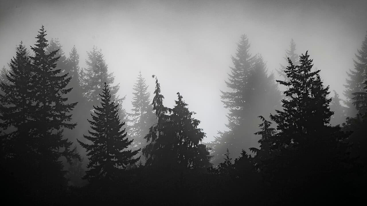 Misty forest 1 Whatcom County wallpaper in near-black and sage green tones, Full HD, 16:9 format for phone