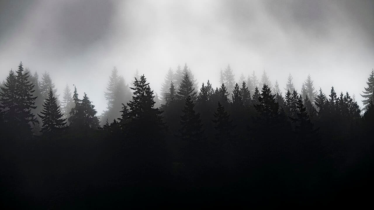 Misty forest 2 Whatcom County wallpaper in near-black and lavender tones, Full HD, 16:9 format for phone