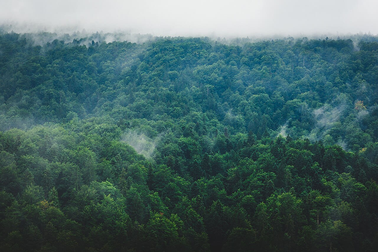 Misty Forest wallpaper in charcoal and deep green tones, Full HD, 4:3 format for phone