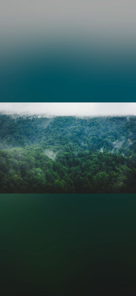 Misty Forest wallpaper in charcoal and deep green tones, Full HD, 4:3 format for phone