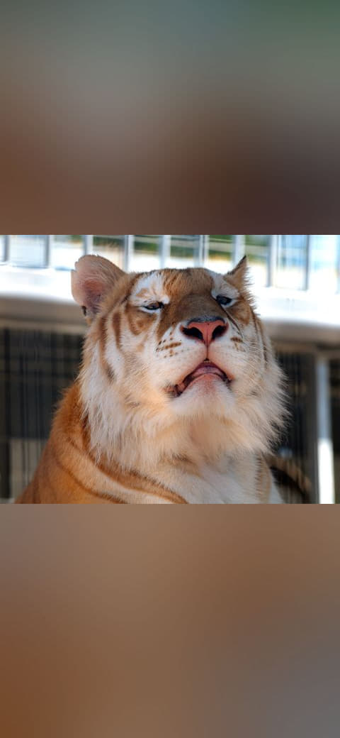 Fondo de pantalla Orange bengal tiger at Cougar Mountain Zoological 1 en tonos casi negro y crema, Full HD, formato 4:3 para móvil