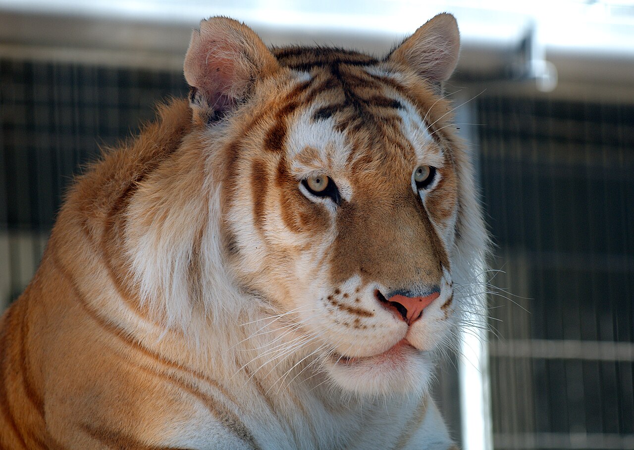 Fondo de pantalla Orange bengal tiger at Cougar Mountain Zoological 2 en tonos casi negro y oliva, Full HD, formato 4:3 para móvil