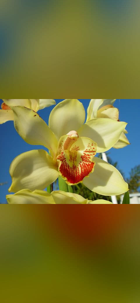 Orchid flower petals macro wallpaper in sage green and sage green tones, Full HD, 4:3 format for phone