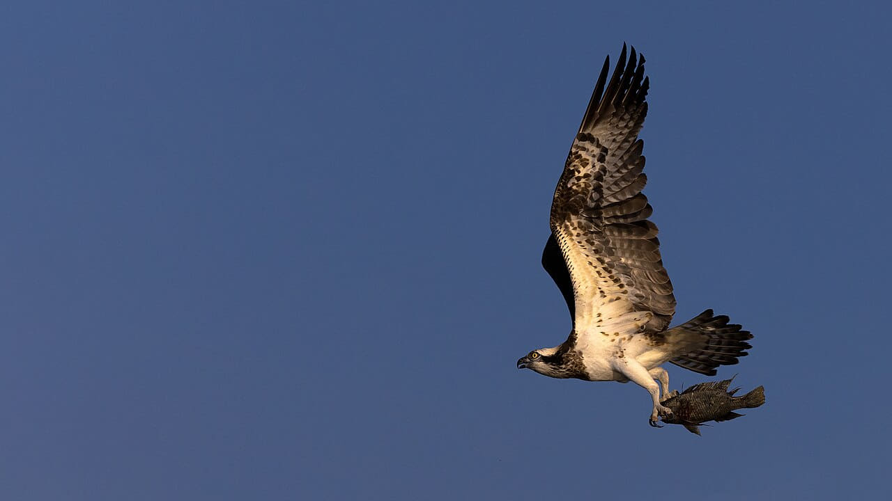Osprey in flight with a fish kill wallpaper in steel blue and charcoal tones, Full HD, 16:9 format for phone