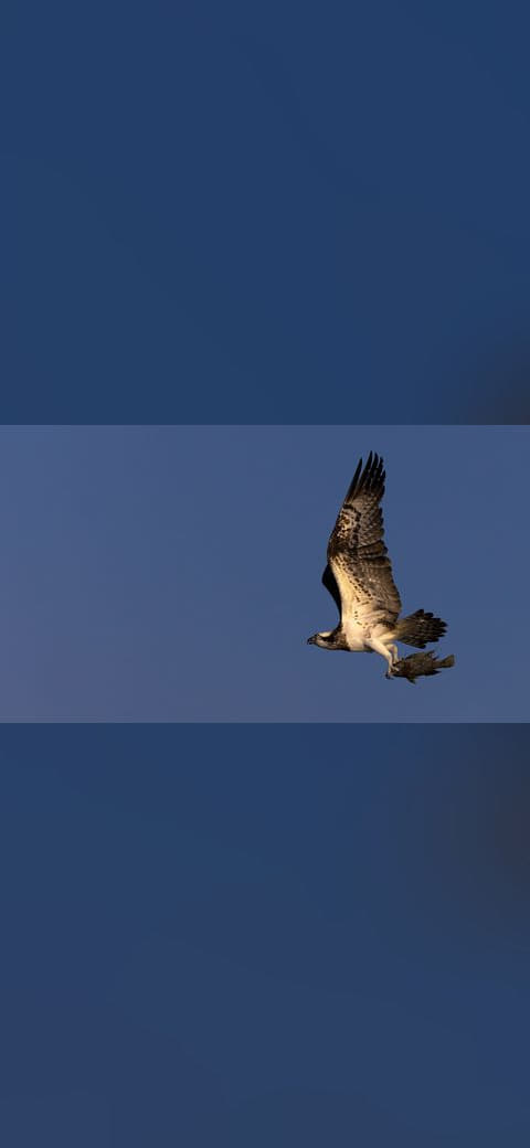 Osprey in flight with a fish kill wallpaper in steel blue and charcoal tones, Full HD, 16:9 format for phone