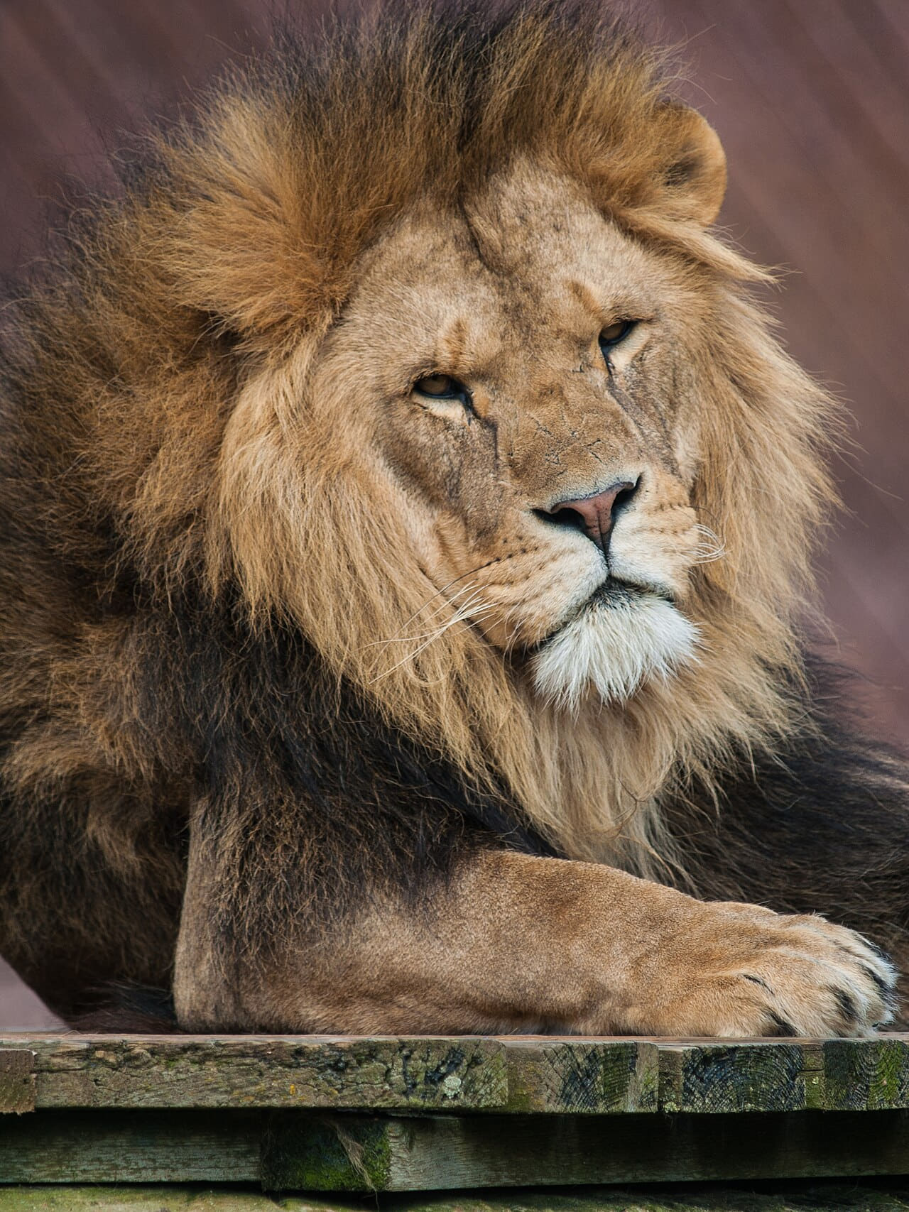 Panthera leo Colchester Zoo wallpaper in charcoal and near-black tones, Full HD, 3:4 format for phone