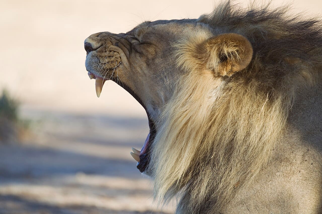 Panthera leo yawn wallpaper in cream and sage green tones, Full HD, 4:3 format for phone