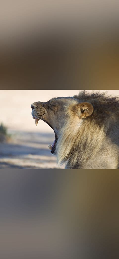 Panthera leo yawn wallpaper in cream and sage green tones, Full HD, 4:3 format for phone