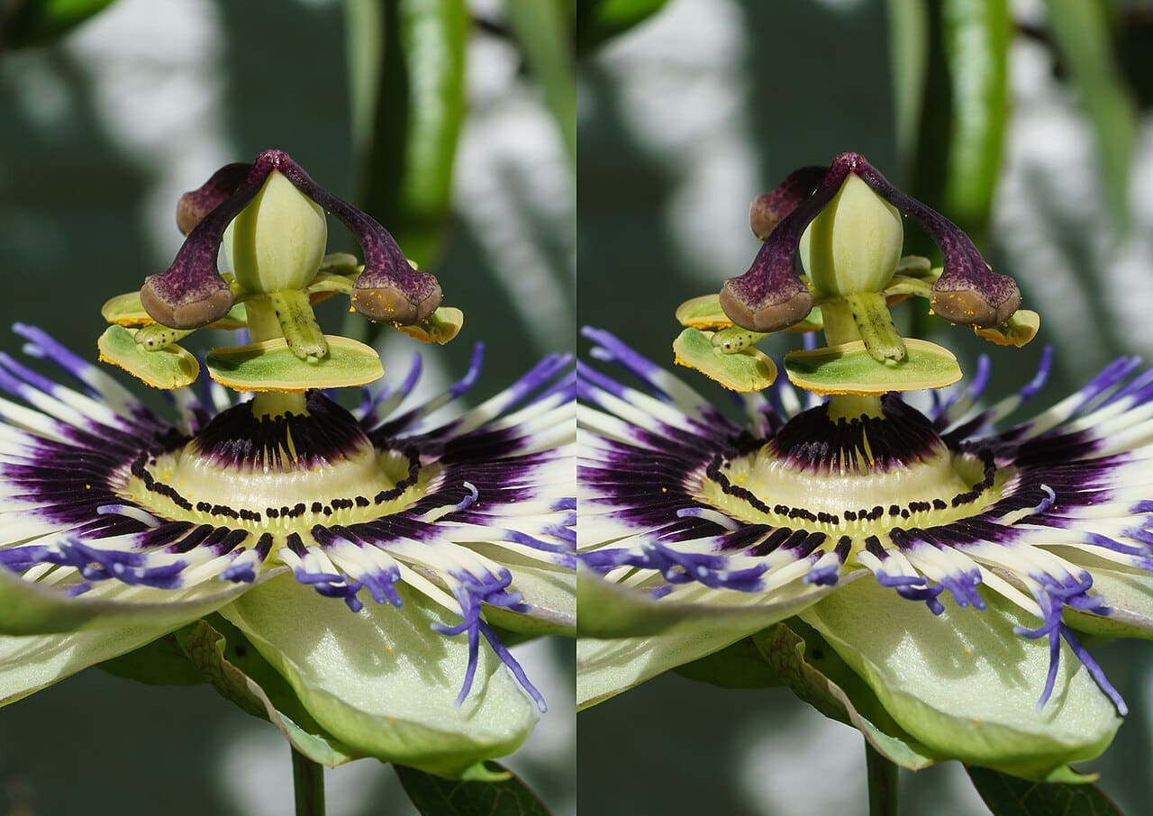Passiflora caerulea STEREO side view of central… wallpaper in charcoal and charcoal tones, Full HD, 4:3 format for phone