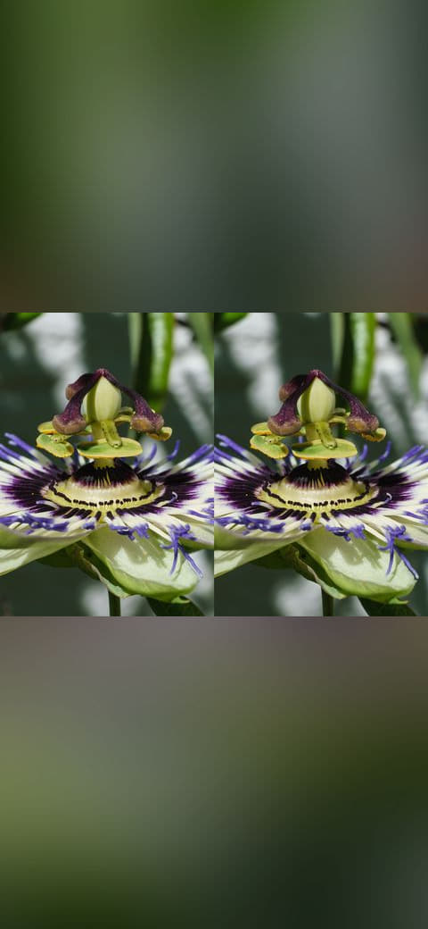Passiflora caerulea STEREO side view of central… wallpaper in charcoal and charcoal tones, Full HD, 4:3 format for phone