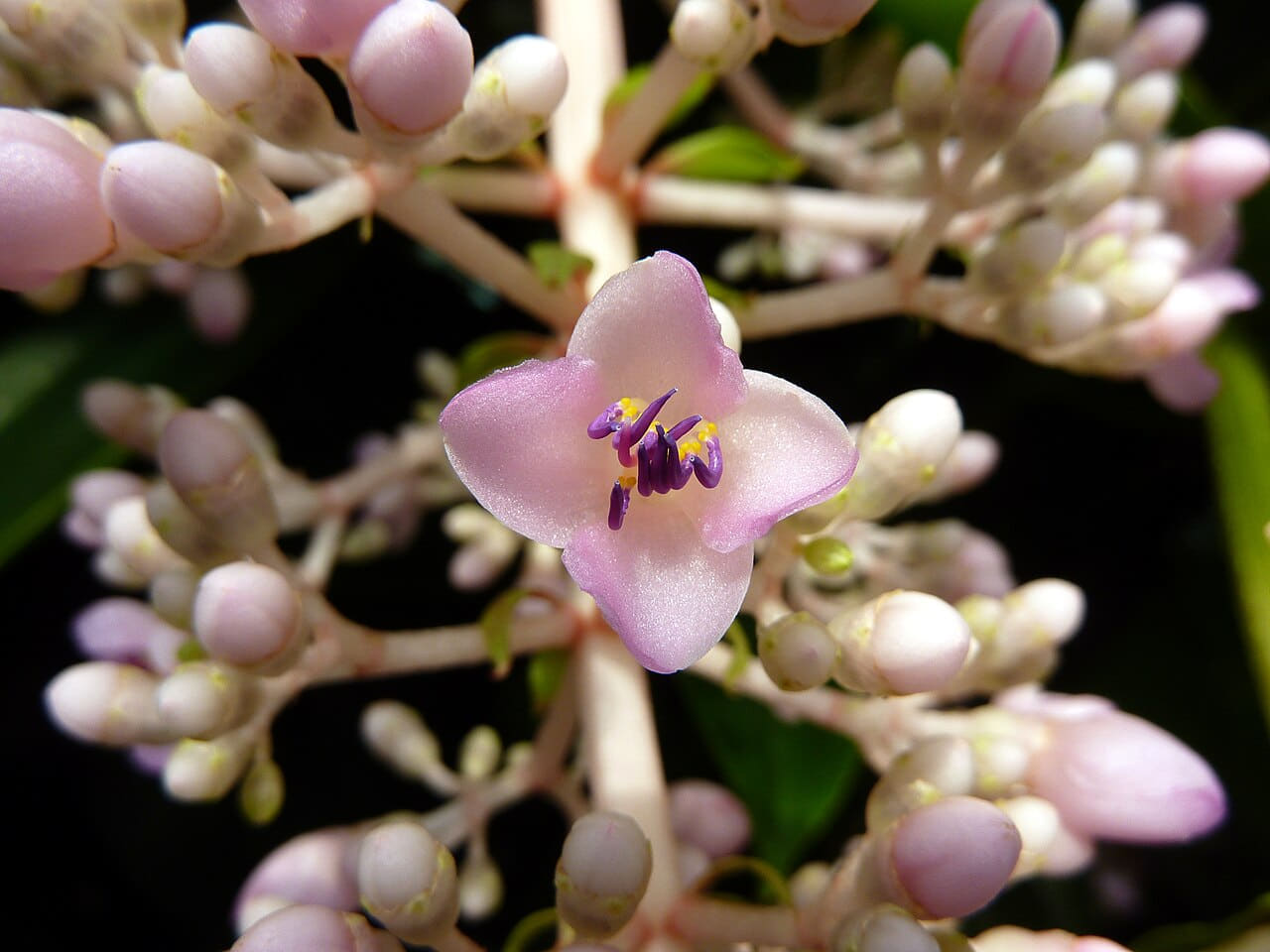 Pink flower macro wallpaper in near-black and olive tones, Full HD, 4:3 format for phone