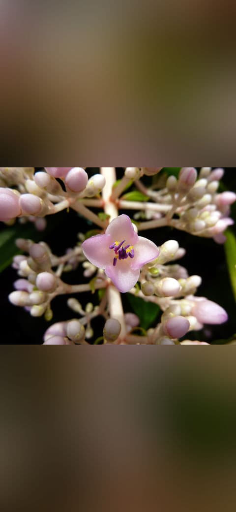 Pink flower macro wallpaper in near-black and olive tones, Full HD, 4:3 format for phone