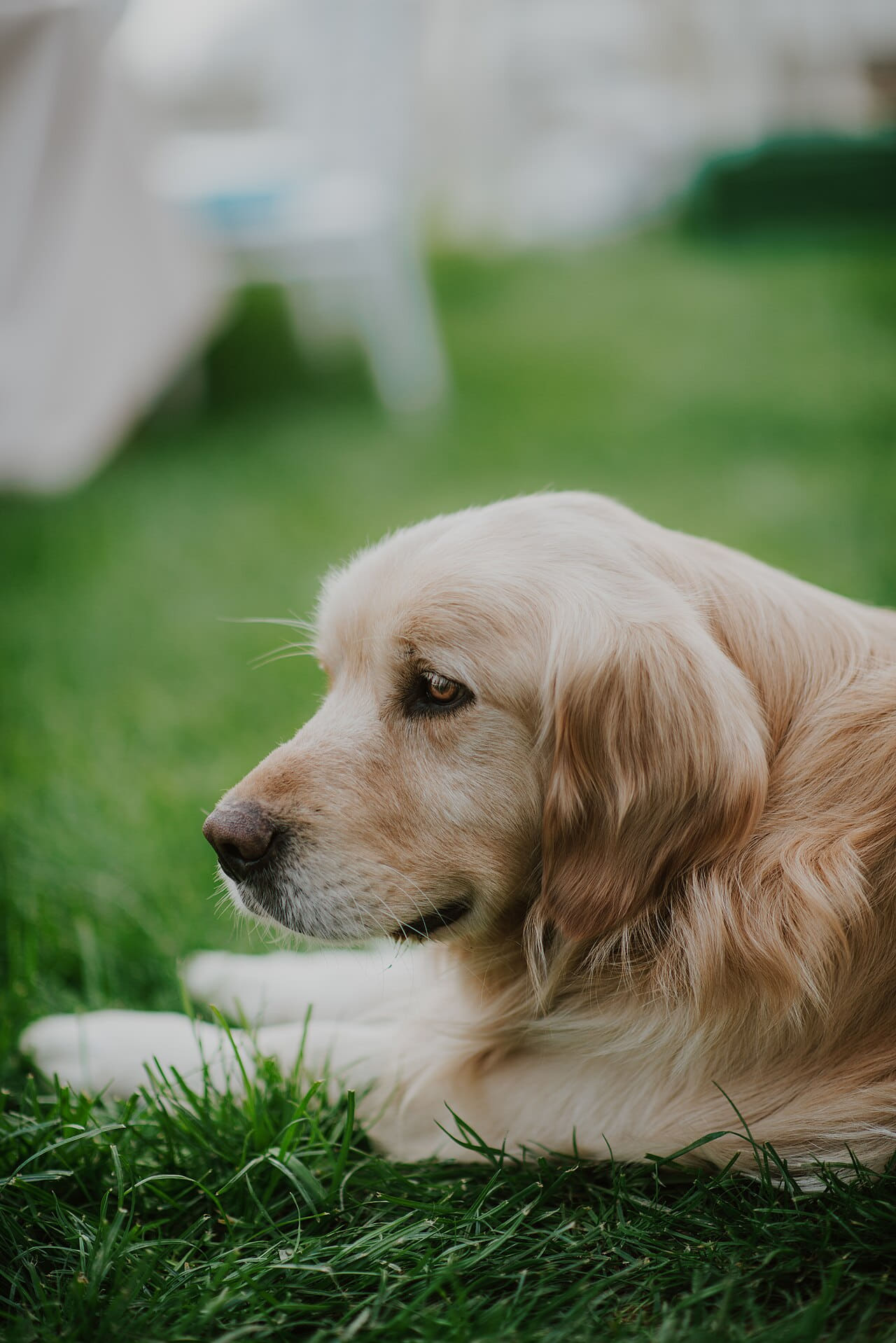 Portrait of a golden retriever on the grass wallpaper in olive and sage green tones, Full HD, 3:4 format for phone