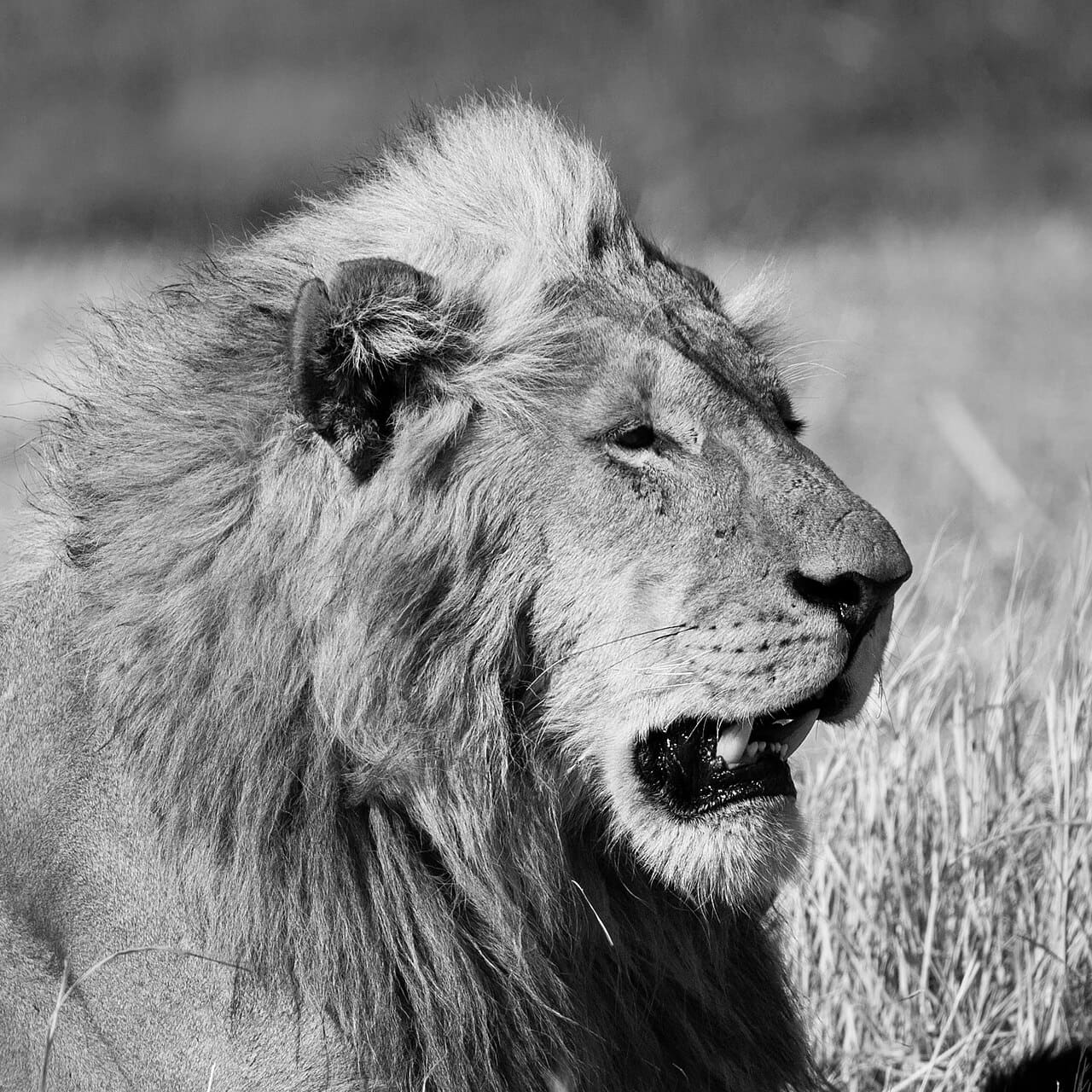 Portrait Of A Lion wallpaper in sage green and olive tones, Full HD, 1:1 format for phone