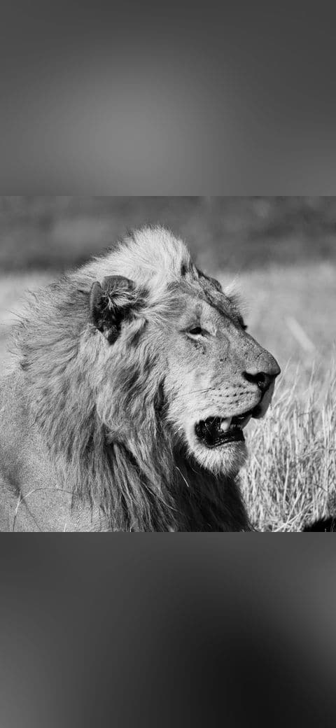 Portrait Of A Lion wallpaper in sage green and olive tones, Full HD, 1:1 format for phone