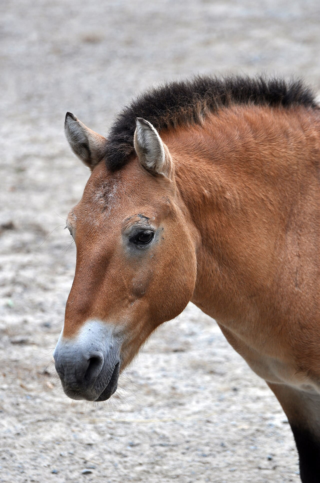 Portrait of Przewalski's Horse wallpaper in sand and lavender tones, Full HD, 3:4 format for phone