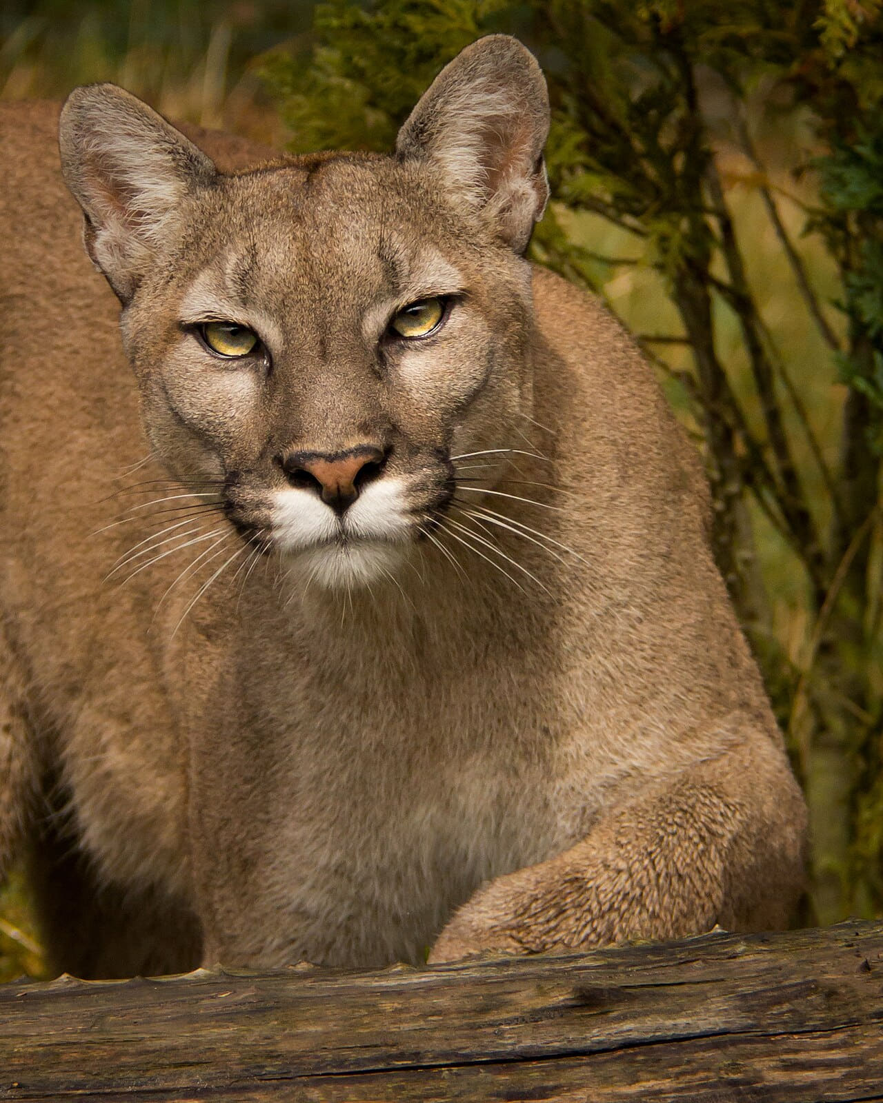 Puma wallpaper in olive and charcoal tones, Full HD, 4:5 format for phone