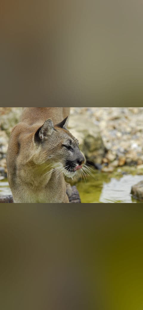 Puma, licking her lips wallpaper in olive and sand tones, Full HD, 4:3 format for phone