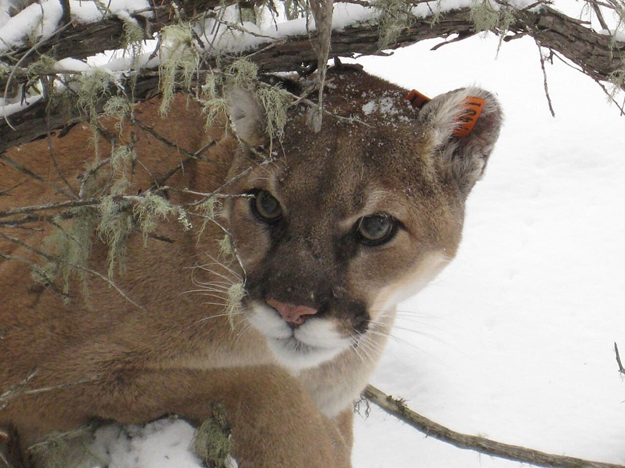 Radio-collared Mountain Lion wallpaper in cream and charcoal tones, Full HD, 4:3 format for phone