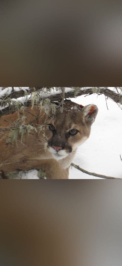 Radio-collared Mountain Lion wallpaper in cream and charcoal tones, Full HD, 4:3 format for phone