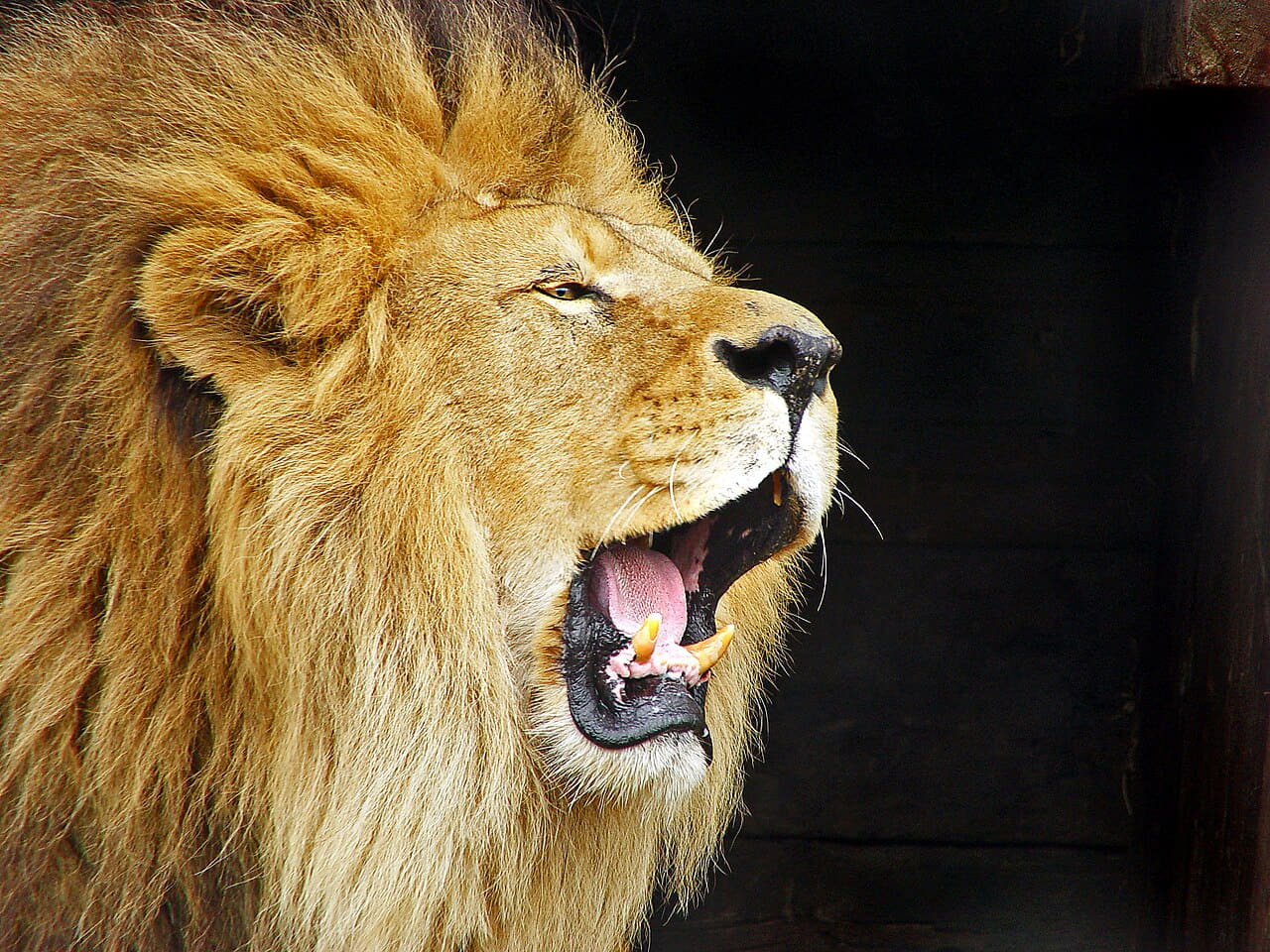 Roaring Lion Travis Jervey wallpaper in near-black and near-black tones, Full HD, 4:3 format for phone
