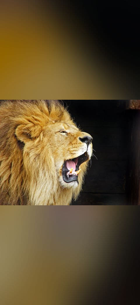 Roaring Lion Travis Jervey wallpaper in near-black and near-black tones, Full HD, 4:3 format for phone