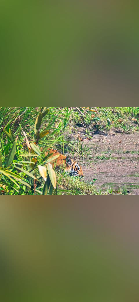 Fondo de pantalla Royal Bengal Tiger drinking water copy en tonos arena y verde salvia, Full HD, formato 16:9 para móvil
