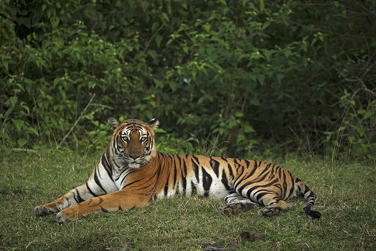 Fondo de pantalla Royal Bengal Tiger Kabini en tonos carbón y verde oscuro, Full HD, formato 4:3 para móvil