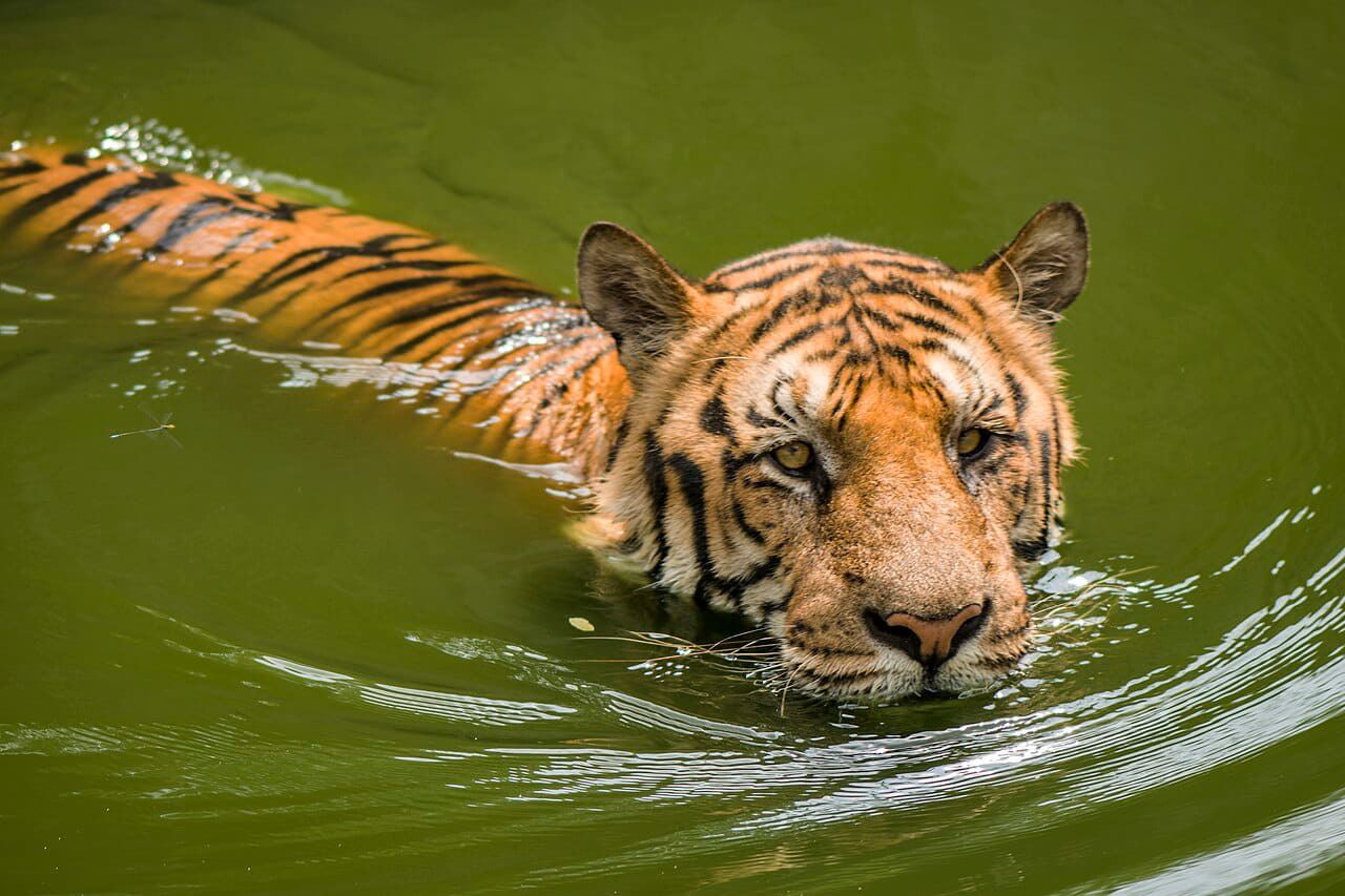 Fondo de pantalla Royal bengal tiger Swimming en tonos oliva y oliva, Full HD, formato 4:3 para móvil