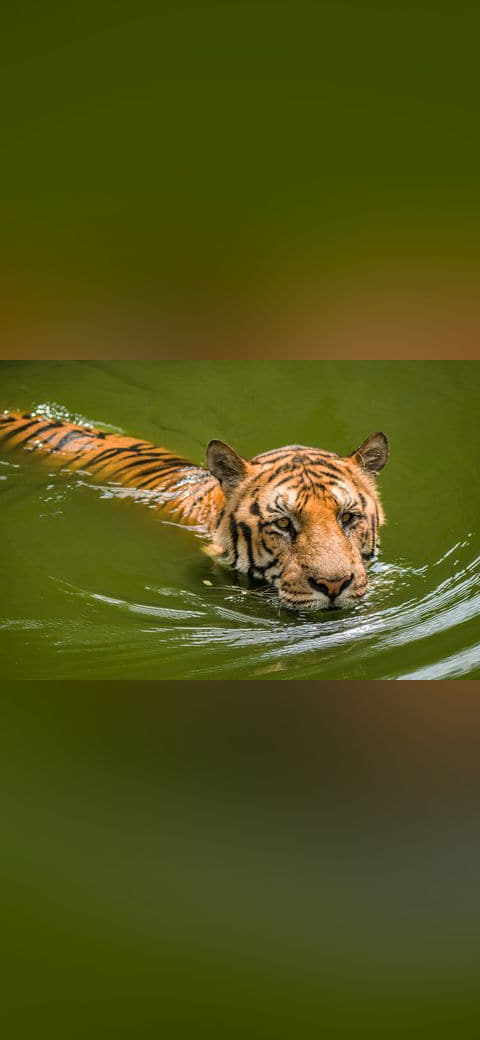 Fondo de pantalla Royal bengal tiger Swimming en tonos oliva y oliva, Full HD, formato 4:3 para móvil