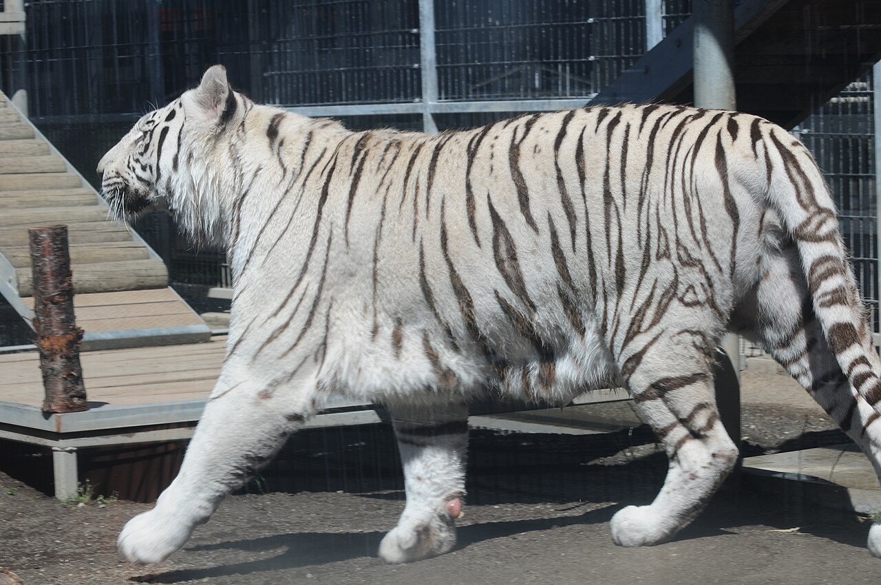 Fondo de pantalla Royal White Bengal Tiger walking profile at Cougar… en tonos casi negro y verde salvia, Full HD, formato 4:3 para móvil