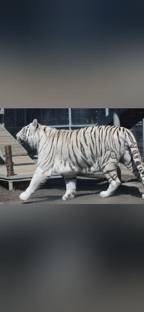 Fondo de pantalla Royal White Bengal Tiger walking profile at Cougar… en tonos casi negro y verde salvia, Full HD, formato 4:3 para móvil